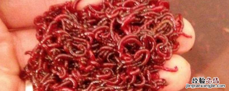 红线虫是怎么长出来的? 红线虫是怎么长出来的
