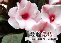 中国凤仙花怎么种 中国凤仙花怎么种的