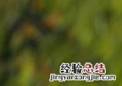 剑兰的养殖方法和注意事项养殖日记 剑兰的养殖方法和注意事项