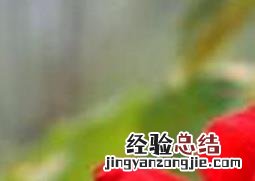 月季花白粉病的症状是什么 月季花白粉病的症状