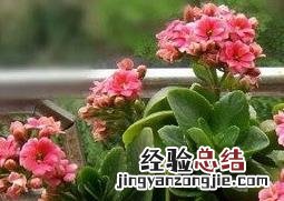 长寿花如何养殖 长寿花如何养殖视频