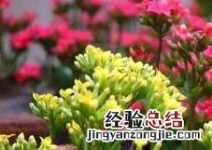 长寿花叶子变软怎么回事儿 长寿花叶子变软怎么回事