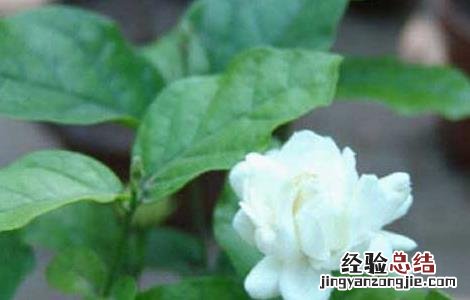 茉莉花的功效与作用 茉莉花的功效与作用与主治