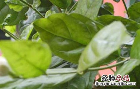 茉莉花的功效与作用 茉莉花的功效与作用与主治