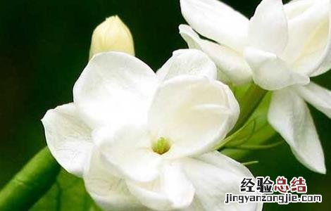 茉莉花的功效与作用 茉莉花的功效与作用与主治