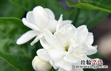 茉莉花的功效与作用 茉莉花的功效与作用与主治