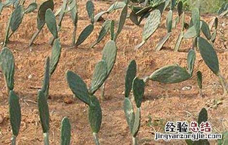 食用仙人掌怎么吃 食用仙人掌怎么吃可以治胃病