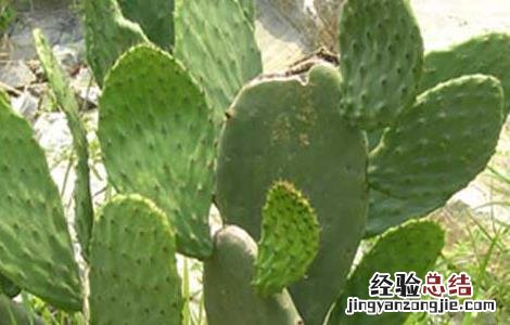 食用仙人掌怎么吃 食用仙人掌怎么吃可以治胃病
