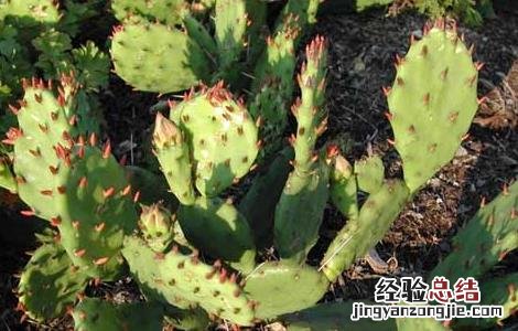 食用仙人掌怎么吃 食用仙人掌怎么吃可以治胃病
