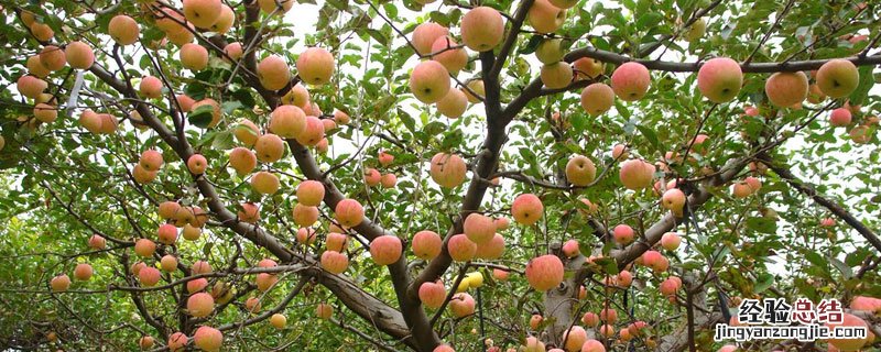果树冬剪什么时候 苹果树冬剪什么时间开始