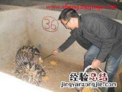 丁维科：生态小岛养豪猪