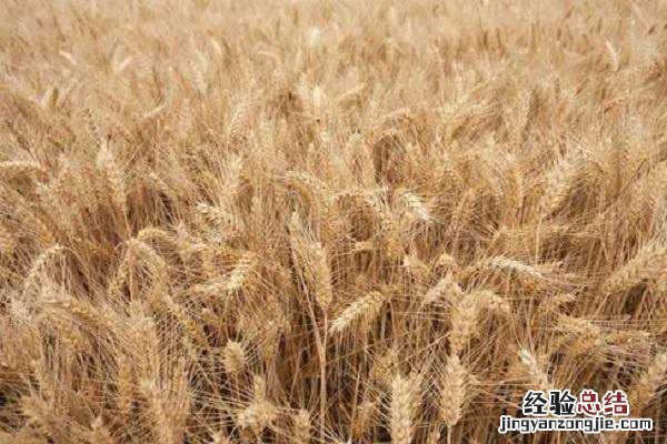 小麦粉就是全麦粉吗,两者有什么不同