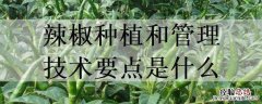 辣椒栽培需要注意哪些环节 辣椒种植和管理技术要点是什么
