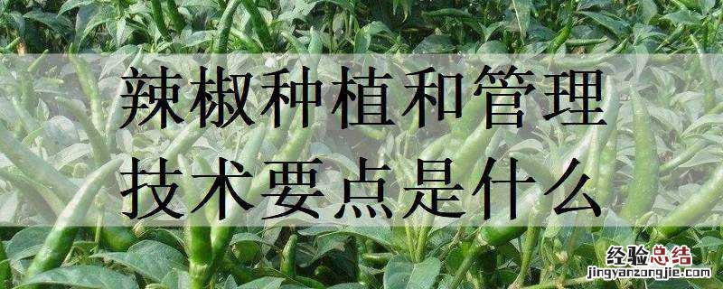辣椒栽培需要注意哪些环节 辣椒种植和管理技术要点是什么