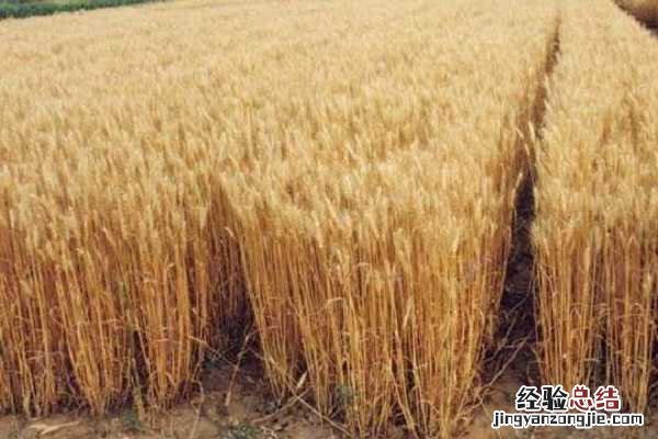 小麦纹枯病的症状，为什么会发病 小麦纹枯病的症状,为什么会发病原因