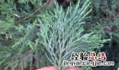 侧柏叶洗头用量多少 侧柏叶洗头用量