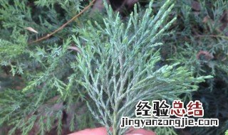 侧柏叶洗头用量多少 侧柏叶洗头用量