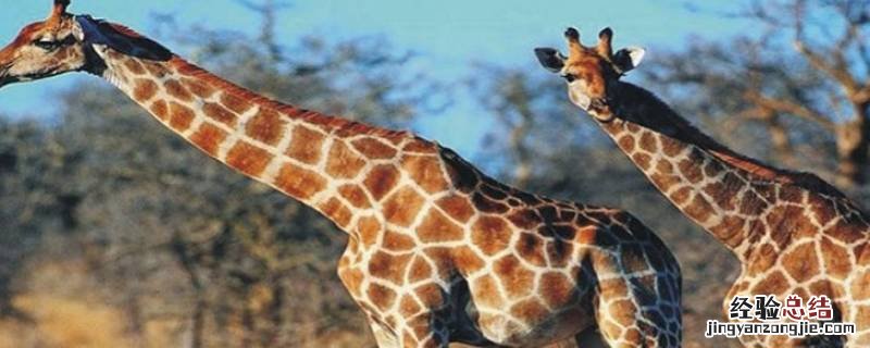 长颈鹿喜欢吃什么树叶 长颈鹿喜欢吃什么