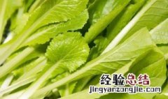 小白菜怎么存放 保存小白菜的窍门