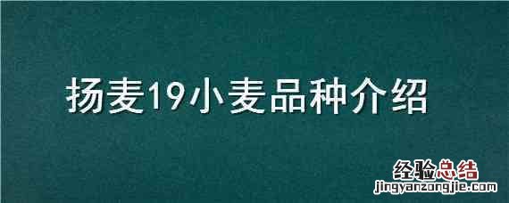 扬麦19小麦品种介绍 中麦19小麦品种