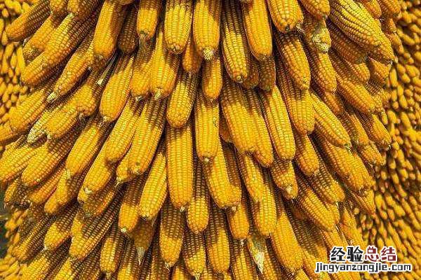 秋天什么时候种玉米,最晚播种时间是几点 秋天什么时候种玉米,最晚播种时间