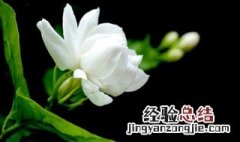 如何延长茉莉花期 如何延长茉莉花期的时间