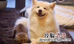 狗狗生病了会有什么反应吗 狗狗生病了会有什么反应