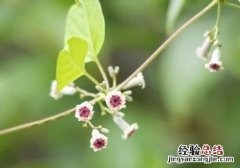 鸡矢藤的营养价值