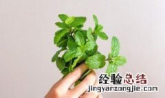 薄荷薄荷的功效与作用吃法 薄荷的食用功效