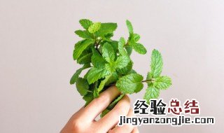 薄荷薄荷的功效与作用吃法 薄荷的食用功效