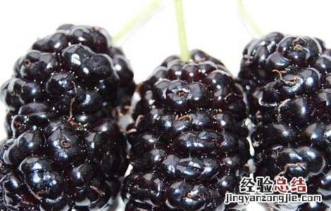 桑葚怎么吃最好 桑葚怎么吃最好有效果
