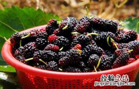 桑葚怎么吃最好 桑葚怎么吃最好有效果