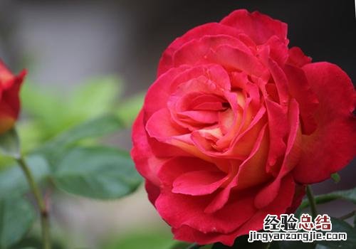 月季花的营养价值