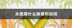 葱封除草剂专打什么草 水葱用什么除草剂封闭