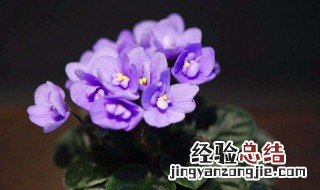 非洲堇好养吗好养吗 非洲堇好养吗
