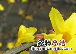 如何防治迎春花的常见病害 迎春花常见病虫害及图片
