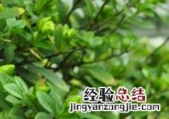 蝴蝶兰如何养殖 蝴蝶兰如何养殖叶子有光泽