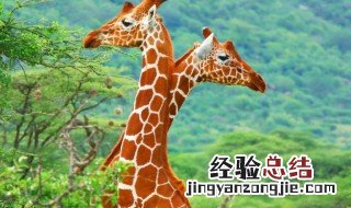 长颈鹿是什么意思 长颈鹿指的是什么