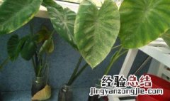 盆栽芋头能活几年吗 盆栽芋头能活几年