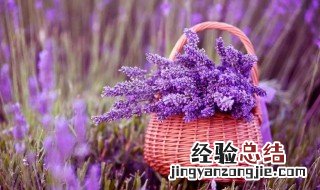 薰衣草多久生根 薰衣草多久生根开花