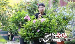 绣球花夏天需要修剪吗 绣球夏天需要遮阴吗