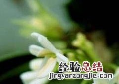 日香桂的繁殖技巧和栽培技术 日香桂怎么种