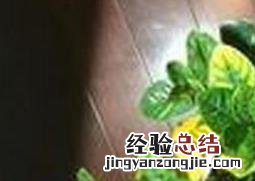 栀子花叶子发黄图解