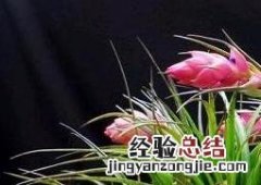 鸿运当头的花怎么种 鸿运当头花怎么种