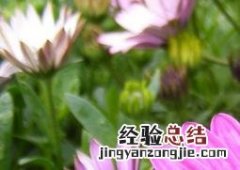 荷兰菊的养殖方法和注意事项 荷兰菊的养殖方法