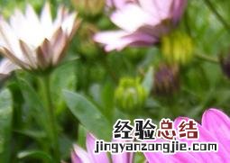 荷兰菊的养殖方法和注意事项 荷兰菊的养殖方法