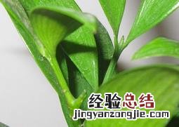 竹柏的功效与作用 竹柏的功效与作用及禁忌百度百科