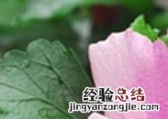 木槿花如何养 木槿花如何养成棒棒糖
