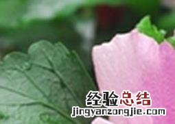 木槿花如何养 木槿花如何养成棒棒糖