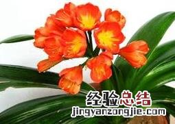 大花君子兰的繁殖和栽培技术 大花君子兰的繁殖和栽培技术视频